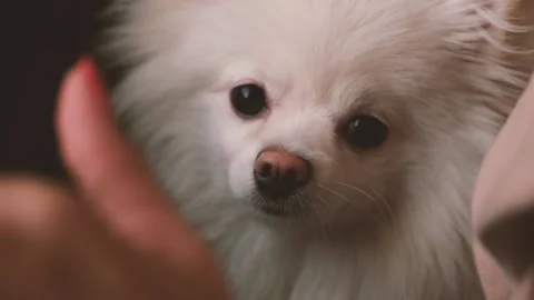 Pomeranian Stock Footage 218371568