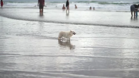 Pomeranian Stock Footage 231482650