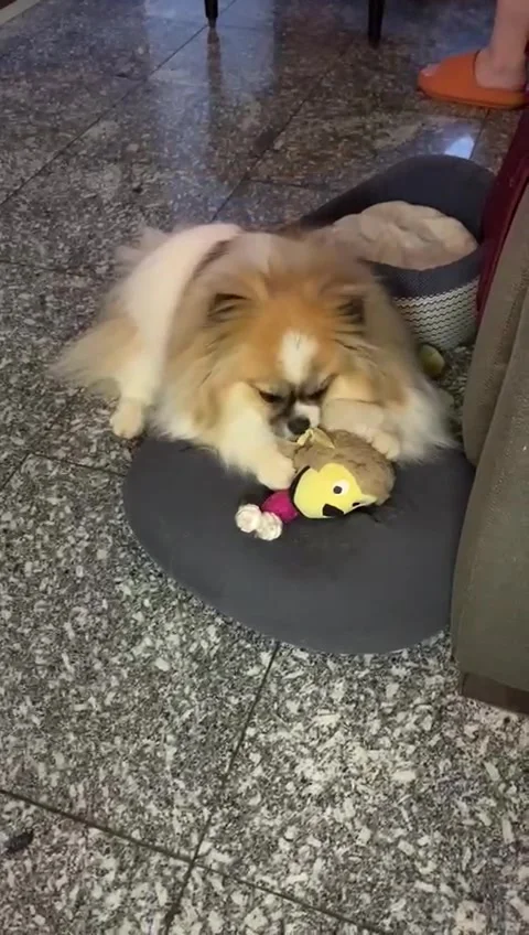 Pomeranian Video stock 302839748