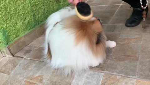 The Pomeranian Video stock 302839773