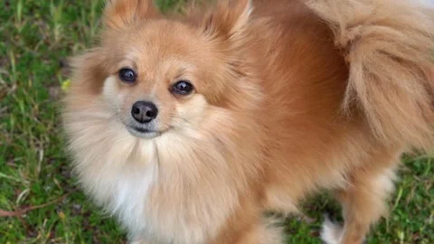 Pomeranian Stock Footage 317979980