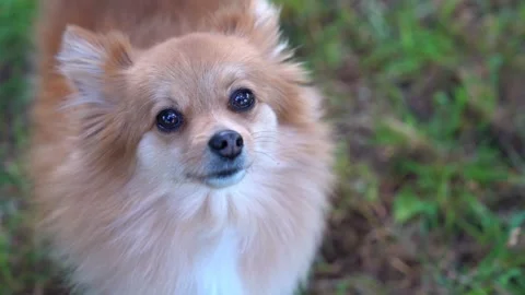 Pomeranian Stock Footage 317980087