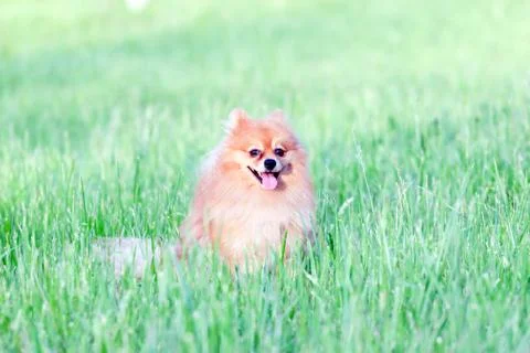 Pomeranian in the grass Stock Photos