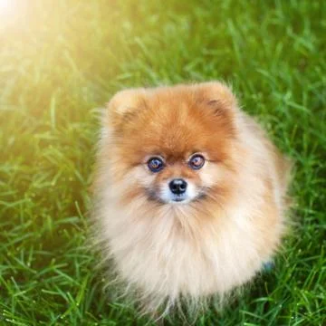 Pomeranian on the grass Stock Photos