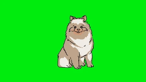 Pomeranian - Hand Drawn - Green Screen Stock Footage