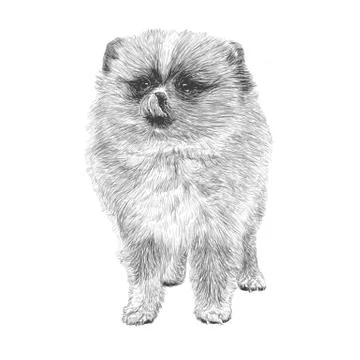 Pomeranian hand drawn イラスト素材