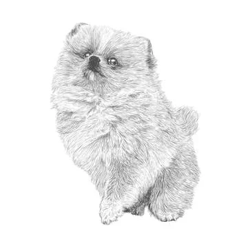 Pomeranian hand drawn 스톡 일러스트