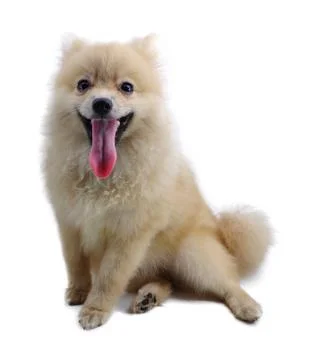 Pomeranian Foto stock