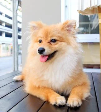 Pomeranian Stock-Fotos