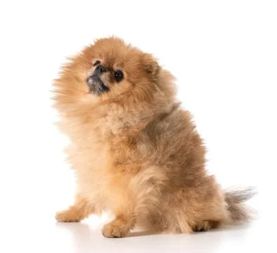 Pomeranian Stock Photos