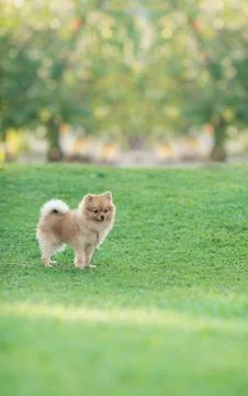 Pomeranian Stock Photos