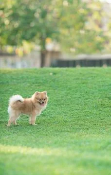 Pomeranian Foto stock
