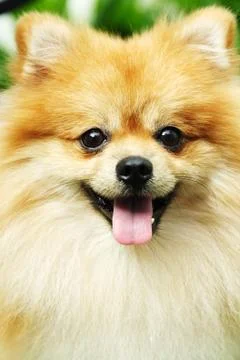 Pomeranian Stock Photos