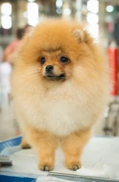 Pomeranian Fotos Stock