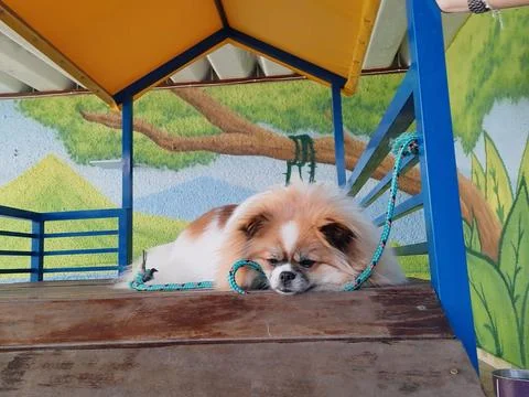 Pomeranian Stock Photos