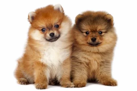 Pomeranian puppies Stock Photos
