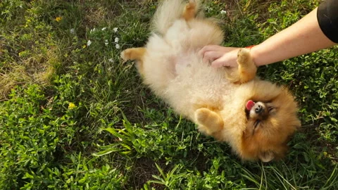 Pomeranian Spitz chilling napping Vídeo Stock 115238730