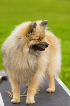 Pomeranian Spitz Close-up Stock Photos