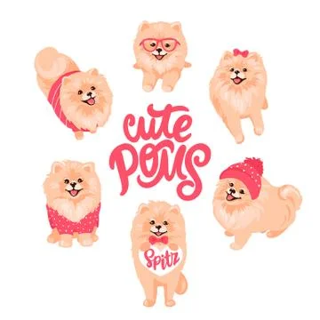 Pomeranian Spitz in clothes vector set isolated on white. Cute Poms puppies. Stock Illustration