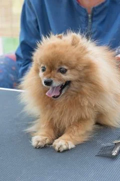 Pomeranian Spitz is combed. Vertically. Stock Photos