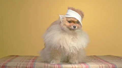 A Pomeranian Spitz, comically sporting a bandaged head, appears as if it's been Stock Footage 251117821