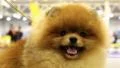 Pomeranian spitz. Decorative dog breed HD Footage