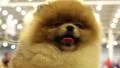 Pomeranian spitz. Decorative dog breed HD Footage