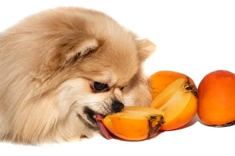 Pomeranian spitz eats fruit on a white background. Dog eating persimmon isola Stock Photos