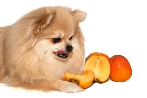 Pomeranian spitz eats fruit on a white background. Dog eating persimmon Stock Photos