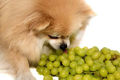 Pomeranian spitz eats fruit on a white background. Spitz isolate with grapes 스톡 사진