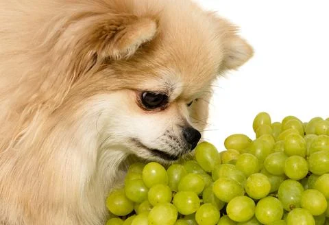 Pomeranian spitz eats fruit on a white background. Spitz isolate with grapes 스톡 사진