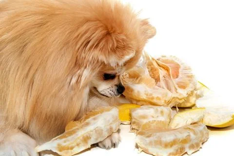Pomeranian spitz eats pomelo fruit on a white background. Healthy dog ??food Foto stock