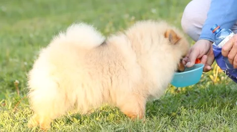 Pomeranian spitz Stock Footage 50746634