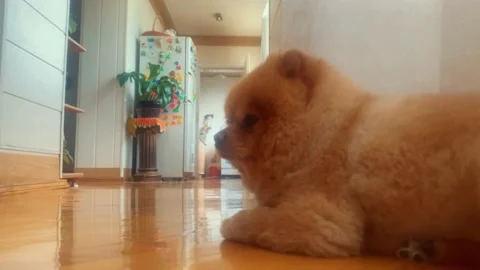 Pomeranian spitz Stock Footage 195288449