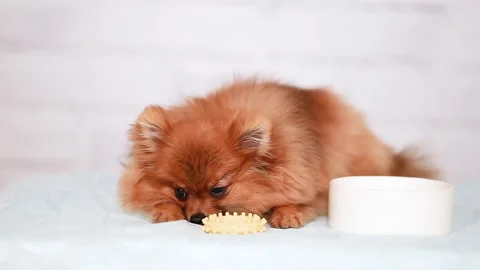 Pomeranian Spitz Stock Footage 212931391