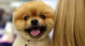 Pomeranian spitz in the hands of women. Decorative dog breed HD Footage