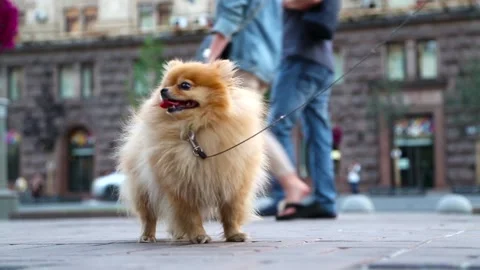 Pomeranian spitz on a leash Stock Footage 91387057