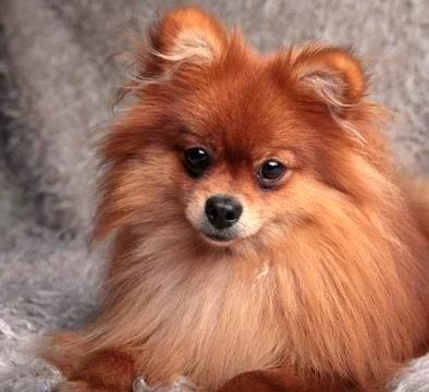 Pomeranian spitz Stock Photos