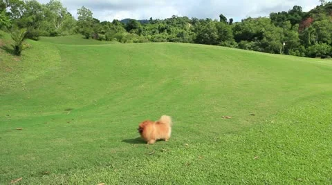 Pomeranian spitz running on the grass Stock Footage 11852425