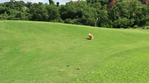 Pomeranian spitz running on the grass Stock Footage 11874340