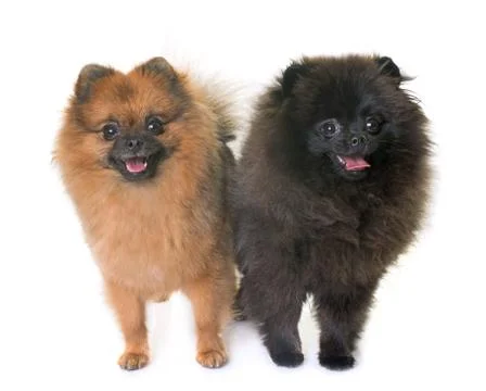 Pomeranian spitz in studio Foto stock