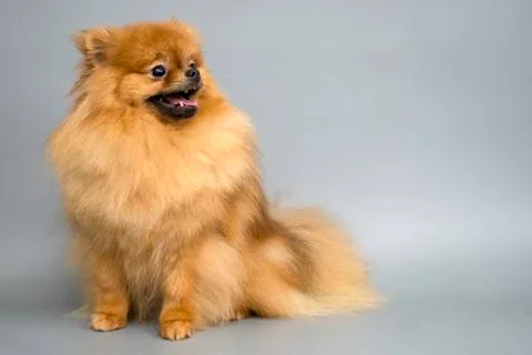 Pomeranian spitz.Empty space for text. Fluffy Spitz Stock Photos