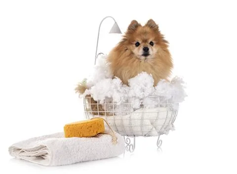 Pomeranian in studio Stock Photos