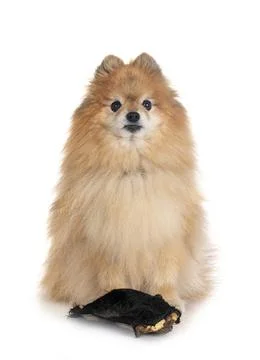 Pomeranian in studio Stock Photos