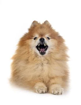 Pomeranian in studio Stock Photos