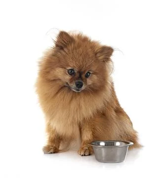 Pomeranian in studio Stock Photos