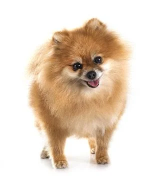 Pomeranian in studio Stock Photos