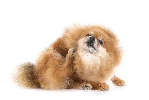 Pomeranian in studio Foto stock