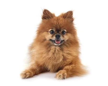 Pomeranian in studio Stock Photos