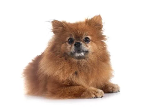 Pomeranian in studio Stock Photos